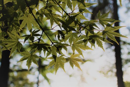 Sunlit green maple leaves in a lush forest environment, showcasing nature's vibrant beauty.