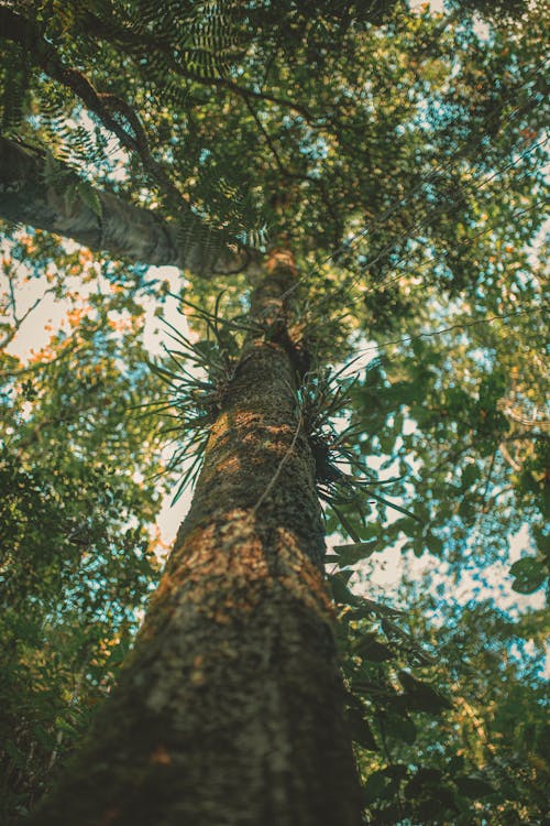 Fotografía De ángulo Bajo De árbol Alto