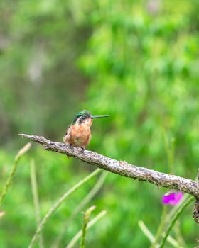 Close-up of a White-Throated Mountaingem perched on a branch in lush green nature.