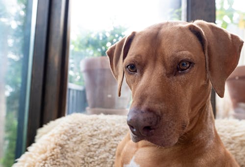 Kostenloses Stock Foto zu braun, hund, interessiert