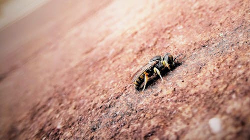 Черная и желтая пчела на коричневой поверхности