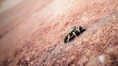 一张黄蜂停在户外粗糙泥土表面的宏观特写照片