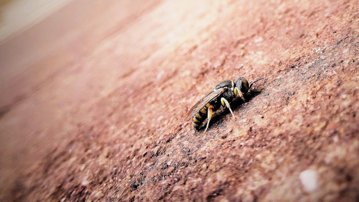棕色表面上的黑色和黃色蜜蜂