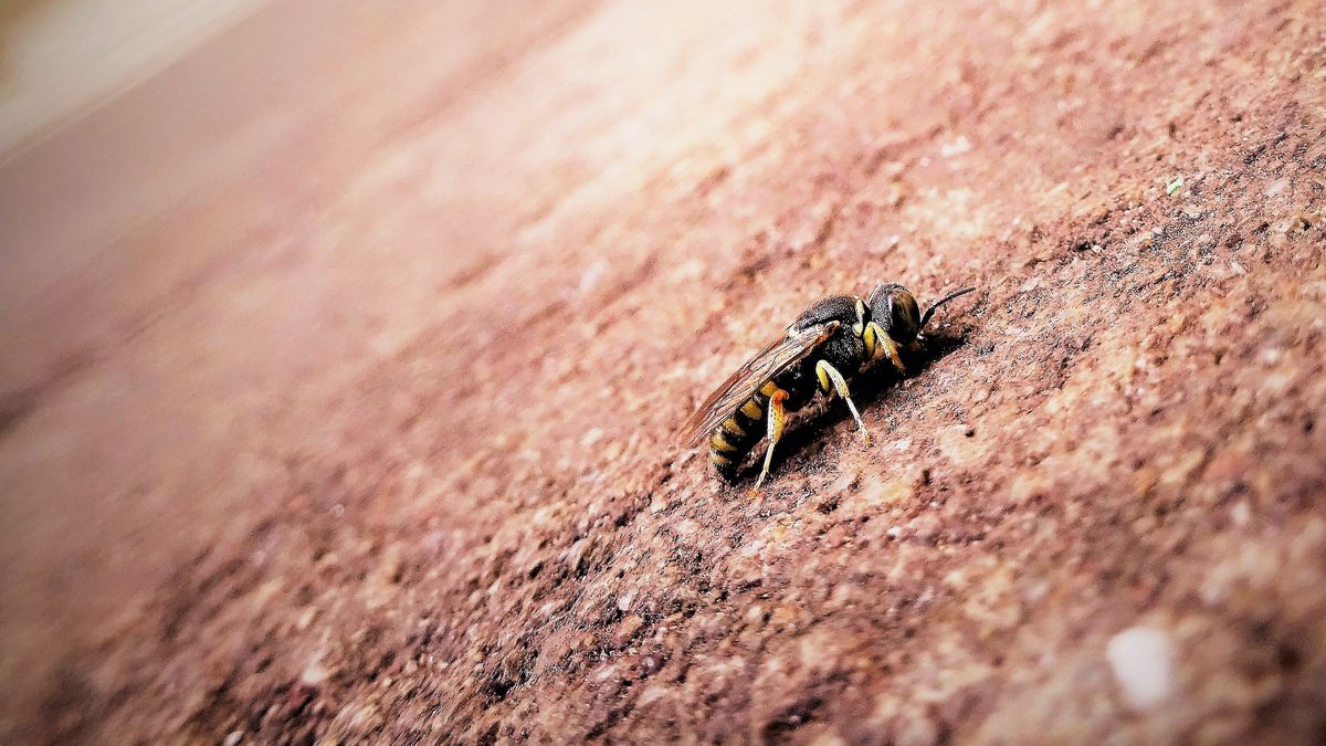 Bee and Wasp Sting Season: What to Know