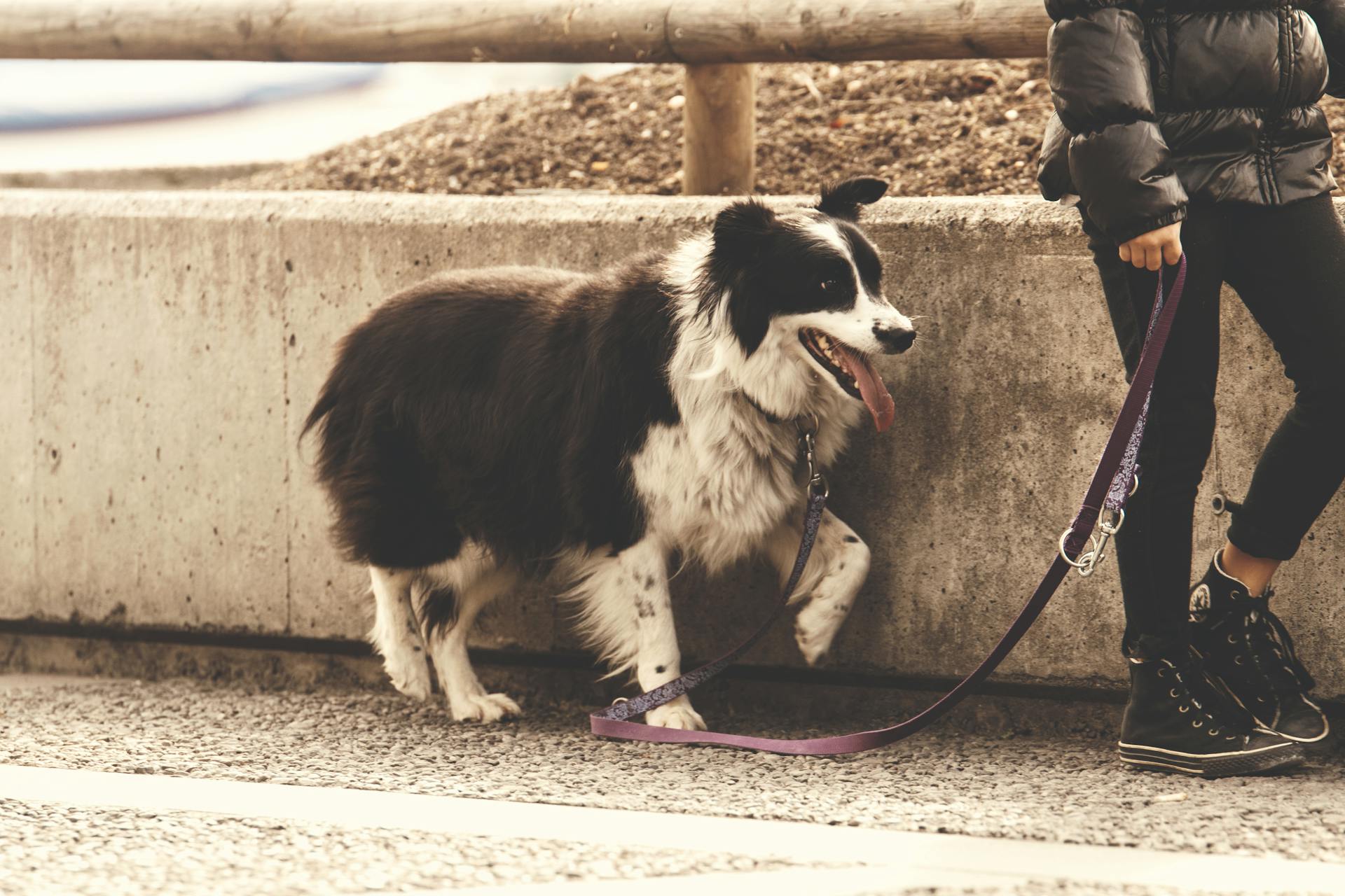 Persoon die een leiband voor zijn huisdier of hond vasthoudt terwijl hij op een betonweg staat