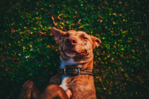 Free A joyful dog enjoying a laid-back moment on the grass in São Paulo, Brazil. Stock Photo
