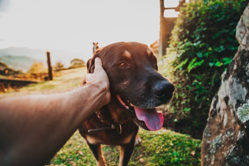 Person, Die Schwarzen Und Braunen Hund Hält