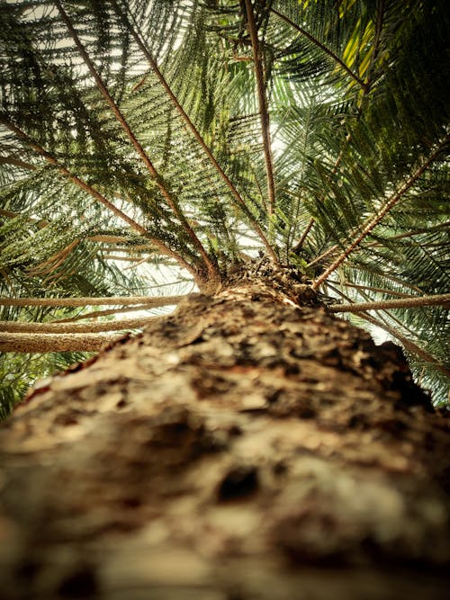 Základová fotografie zdarma na téma detail, kmen stromu, kůra