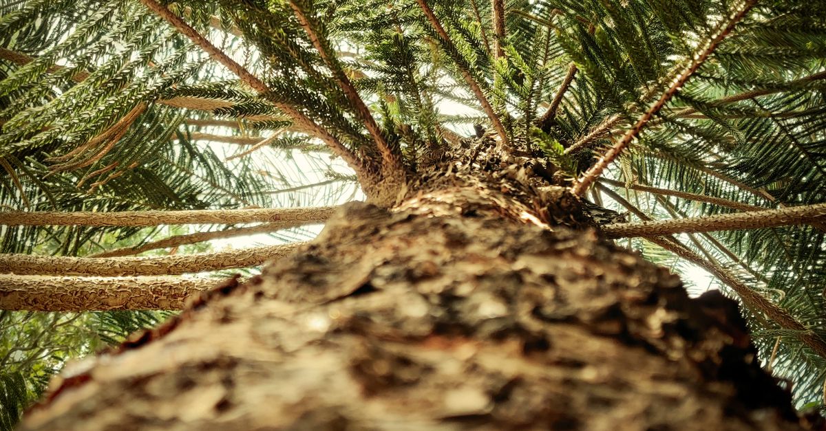Tree Closeups Close Up Photo of a Tree · Free Stock Photo
