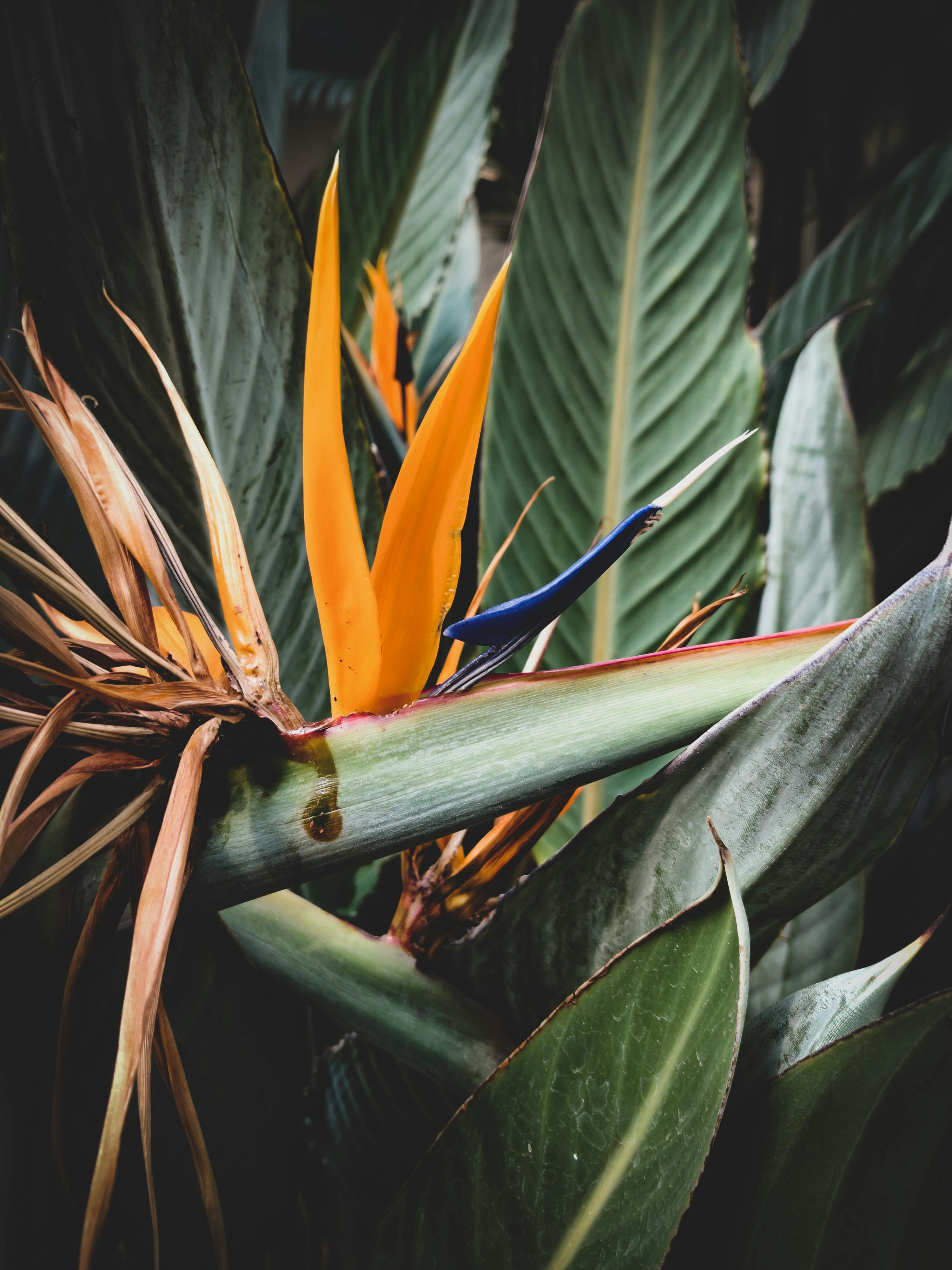 Birds Of Paradise Photos Download The BEST Free Birds Of Paradise Stock  Photos  HD Images