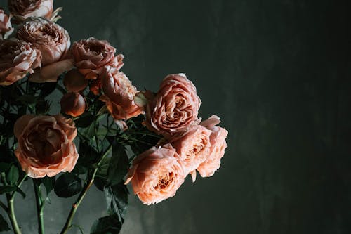 Free Green-leafed Plant With Pink Flowers Stock Photo