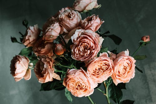gratis Close Up Foto Van Pink Garden Rose Flowers Stockfoto