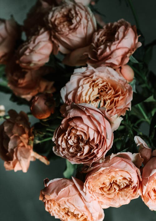 粉紅色的花園玫瑰花朵的特寫照片