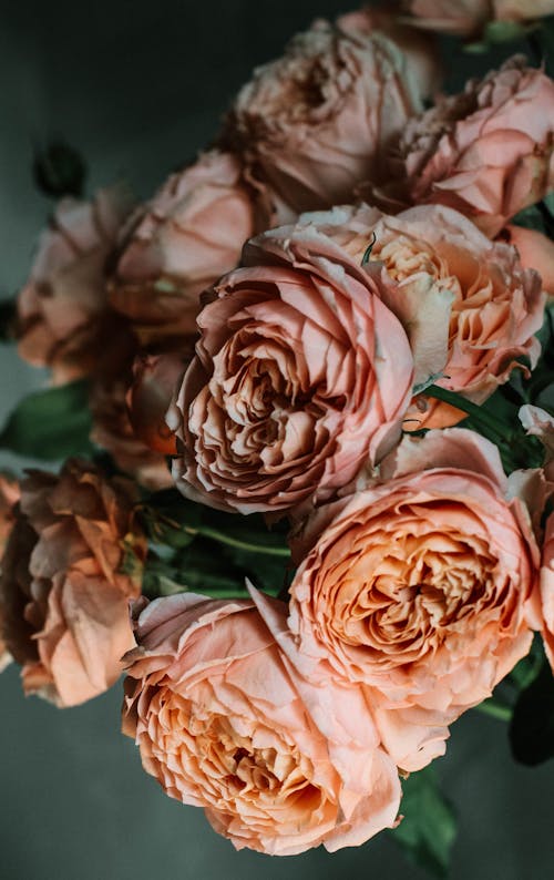 Pink Rose Flowers