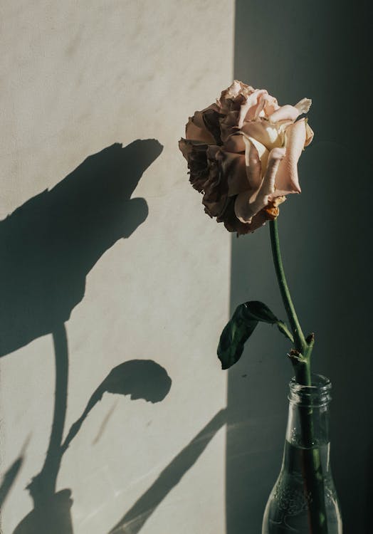 Foto Di Rosa Rosa In Bottiglia Da Muro Grigio