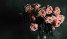 在喜怒无常的灯光下，玻璃花瓶中粉红玫瑰的美丽排列被拍摄下来，营造出经典的静物场景