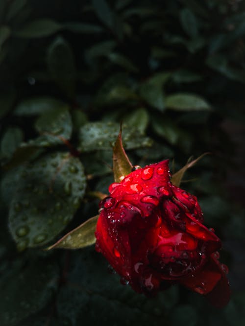 Fotografía De Enfoque Selectivo De Flor Rosa Roja