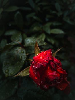 宏观镜头下，一朵红色玫瑰的花瓣上挂着水滴，背景是郁郁葱葱的绿叶