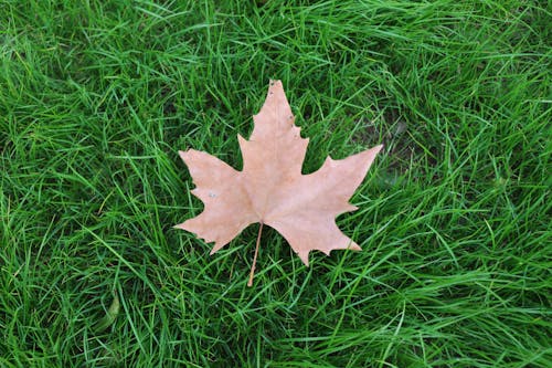 Brown Maple Leaf on Green Grass Field