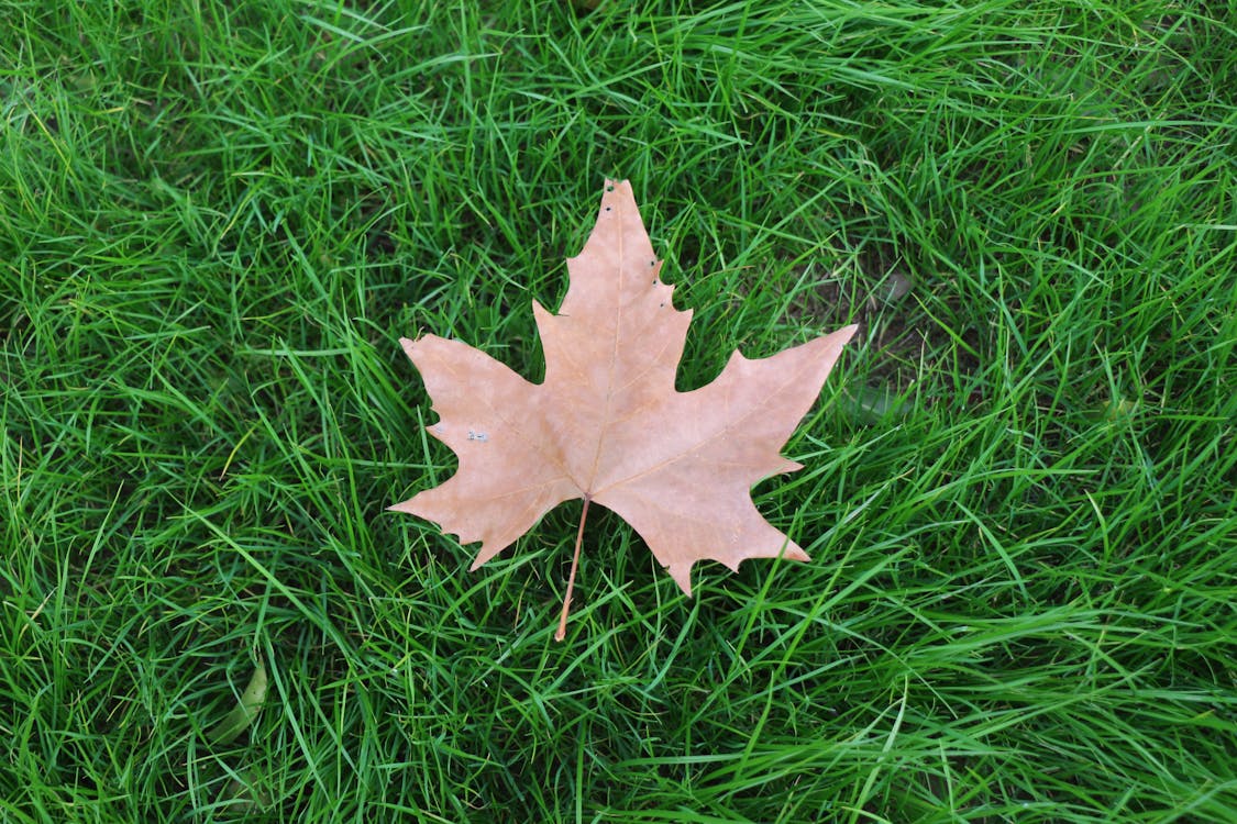 無料 緑の芝生のフィールドに茶色のカエデの葉 写真素材