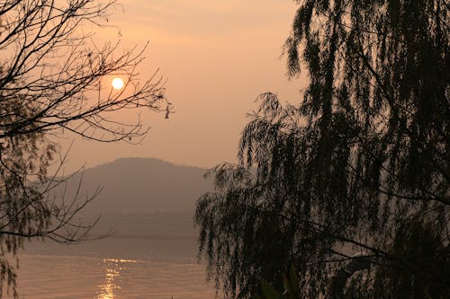 Gratis lagerfoto af grene, hav, landskab