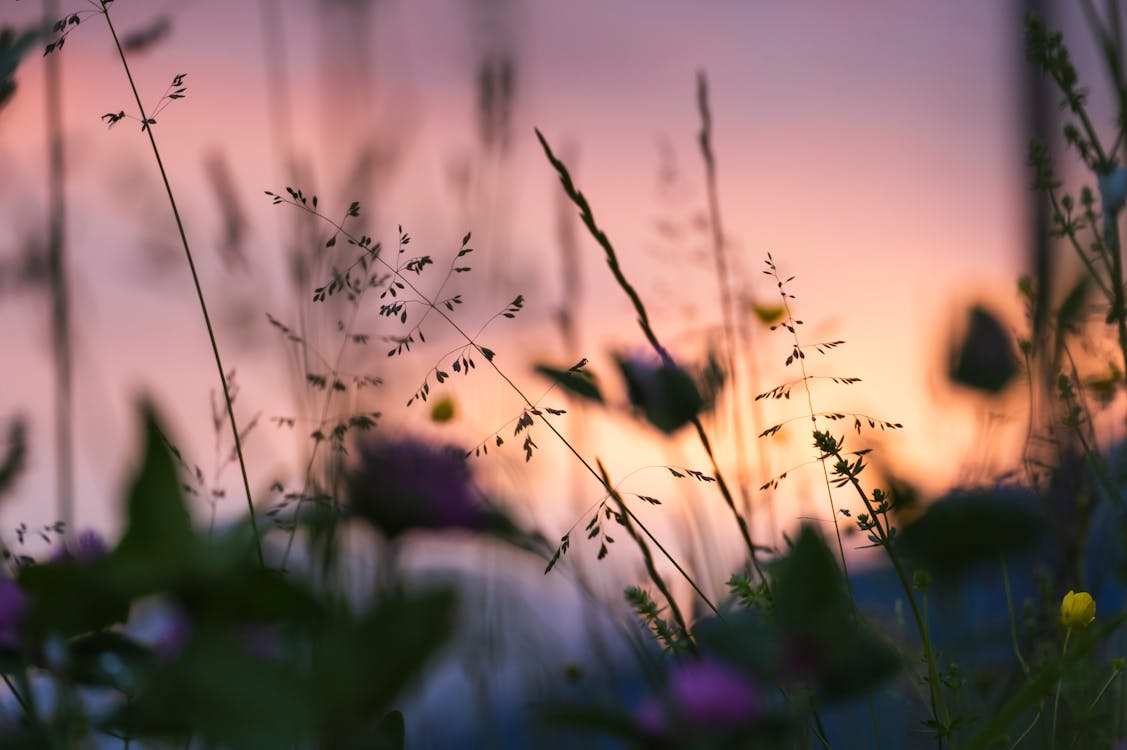 Mise Au Point Sélective Des Plantes