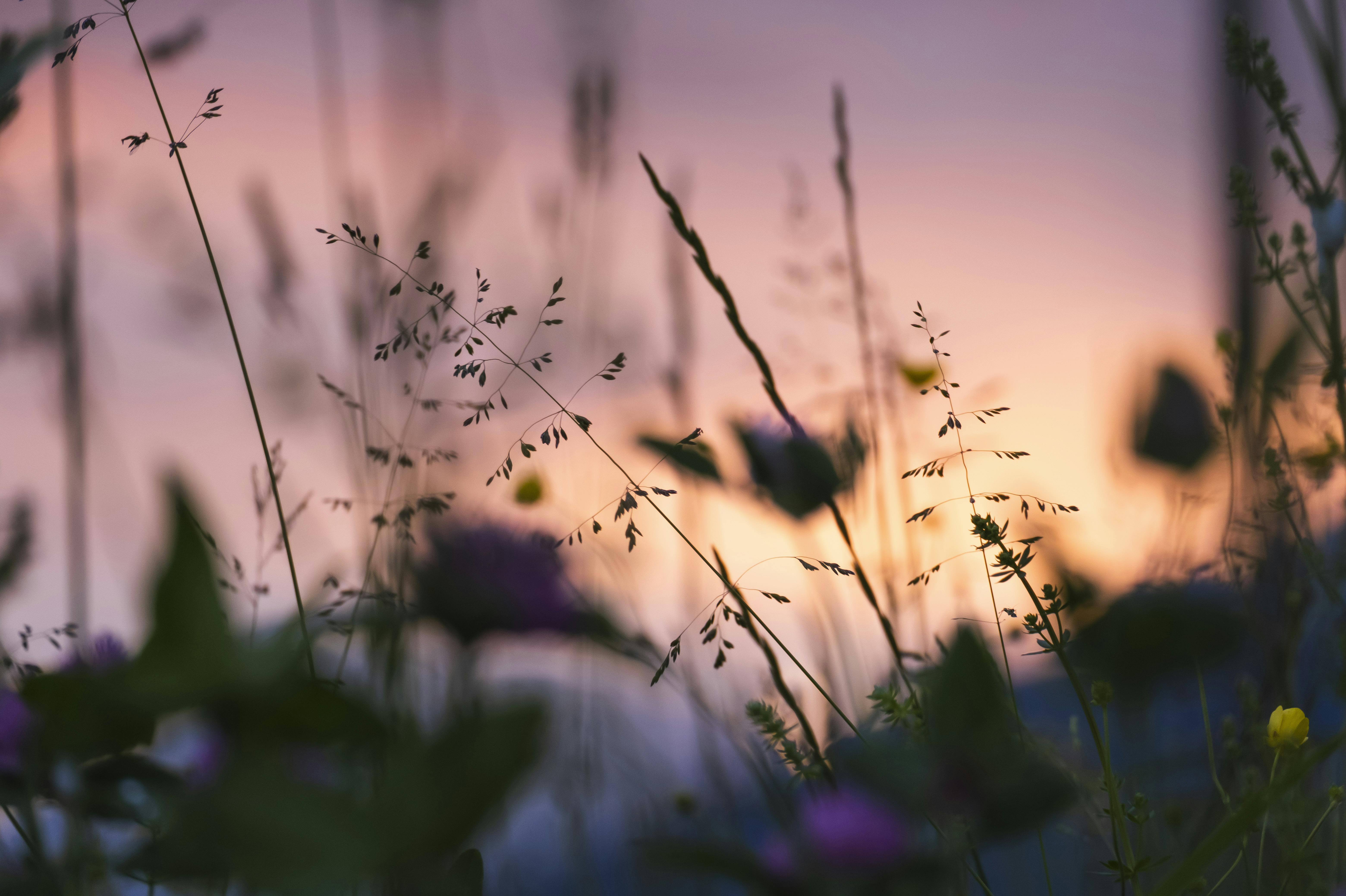 Kostnadsfri bild av bakgrund, bakgrundsbild, blommor