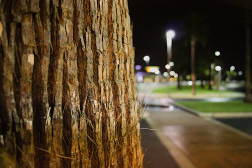 Darmowe zdjęcie z galerii z drzewo, noc
