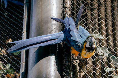 A blue and yellow parrot on a chain link fence