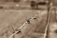 这张黄褐色铁丝网围栏的特写，象征着保护与自由