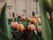 在建筑的映衬下，柔和的粉色郁金香静静绽放，捕捉着春天的精髓
