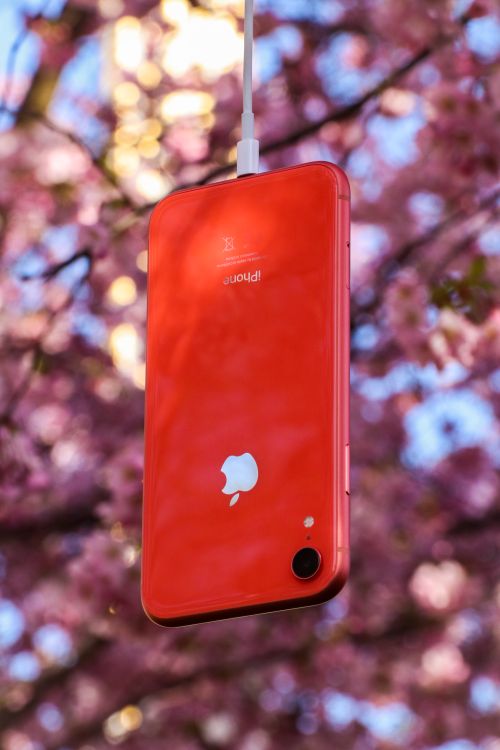 Free Vivid red smartphone suspended amidst pink cherry blossoms in bright daylight. Stock Photo