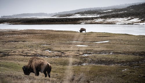 Základová fotografie zdarma na téma barbarský, bizon, cestování