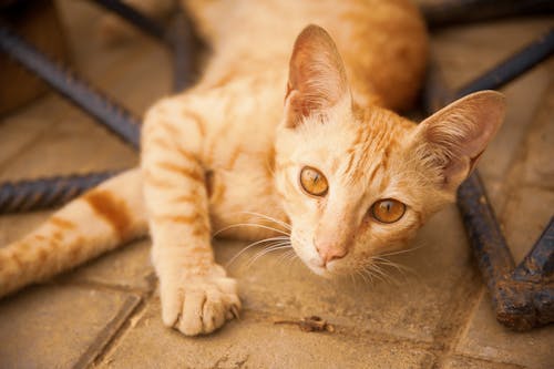 Free stock photo of brown eyes, cat, ginger cat