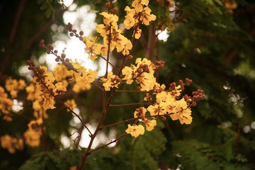 Free stock photo of india, landscape photography, spring