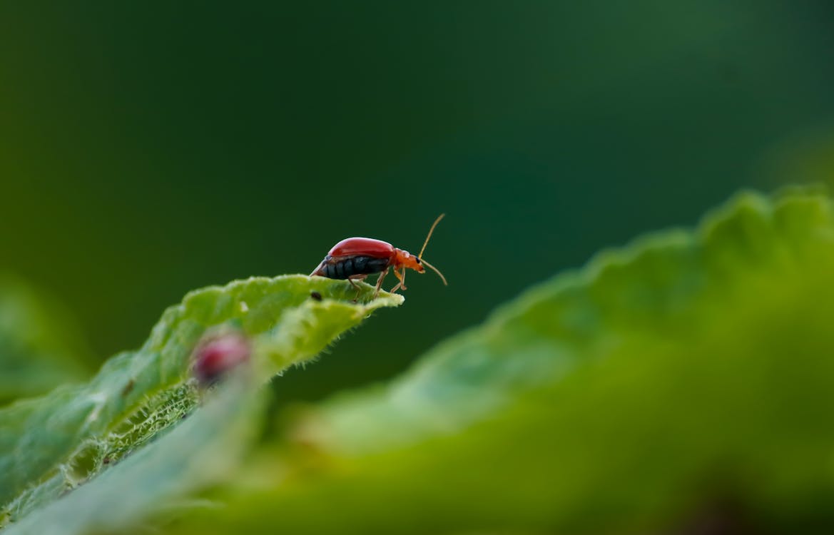 Fotografia A Fuoco Poco Profondo Di Brown E Black Bug