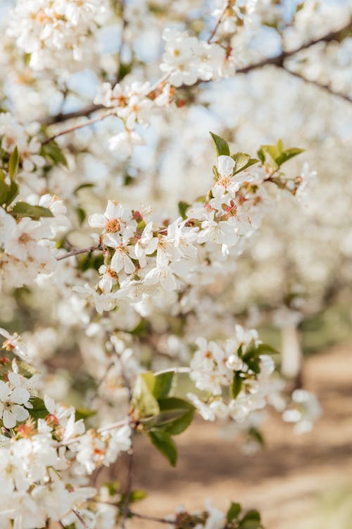 A close up of white flowers on an apple tree