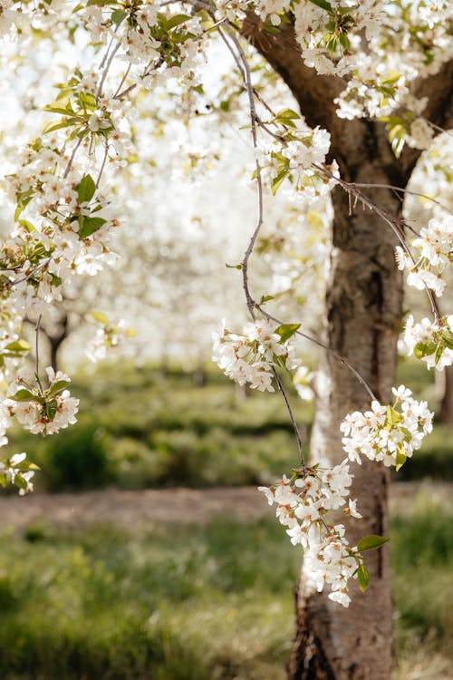 A tree with white flowers in the middle of a field