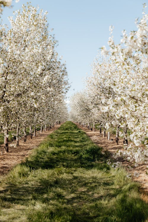 An orchard with white blossoms and green grass