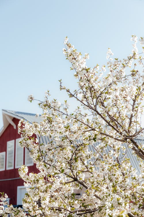 A white tree with blossoms and a red barn