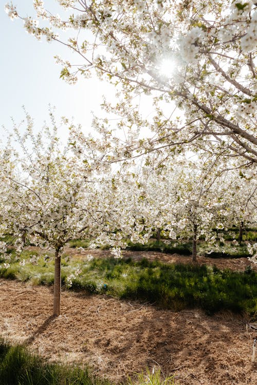 açık hava, ağaç, apple içeren Ücretsiz stok fotoğraf