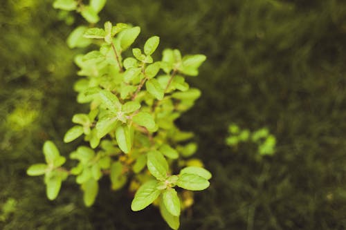Free stock photo of green, herbs, india