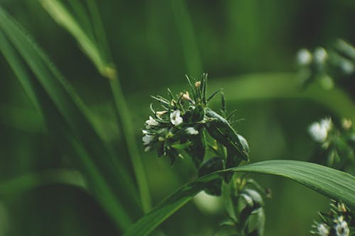 Shallow Focus Photography of Green-leafed Plants With White Flowers