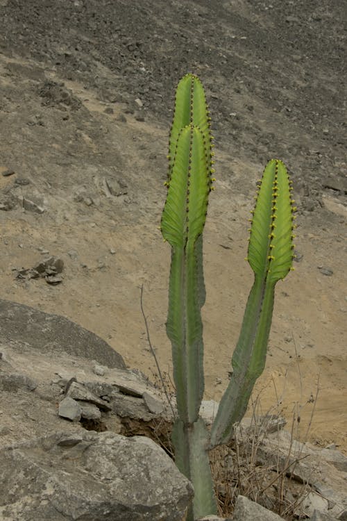 サボテン, サボテンの植物, サボテンの花の無料の写真素材