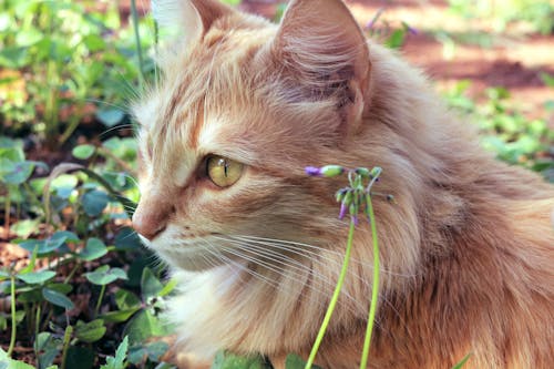 보라색 꽃 봉 오리 옆에 고양이