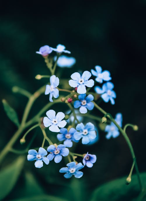 Selektive Fokusfotografie Von Blumen Mit Blauen Blütenblättern