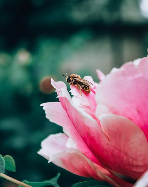 免費 蜜蜂在粉紅色的花瓣上的選擇性聚焦照片 圖庫相片