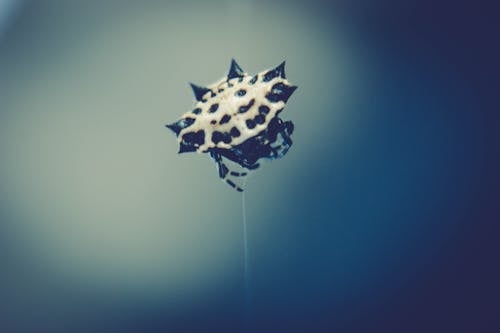 Shallow Focus Photo of White and Black Spinny Orb Weaver Spider