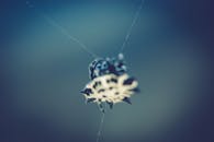 蜘蛛悬挂在网上的宏观镜头，在自然光线下展现出复杂的图案