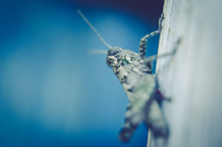 Close Up Photo Of A Cricket 